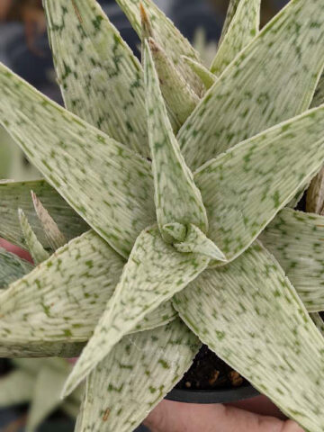 New Imported Kenya Silver Aloe Plant (aloe fragilis) - Image 5
