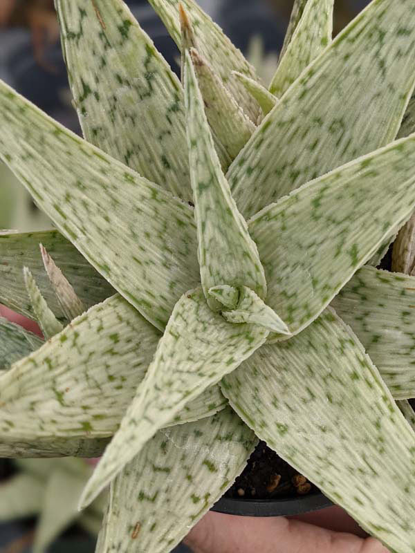 New Imported Kenya Silver Aloe Plant (aloe fragilis) - Image 5