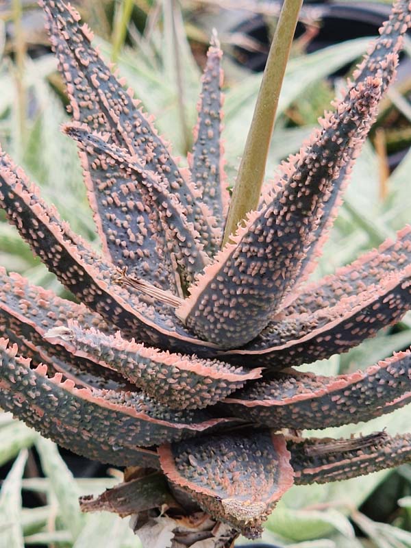 Easy to Grow! Burnt Orange Glow Aloe (aloe fragilis) - Image 5