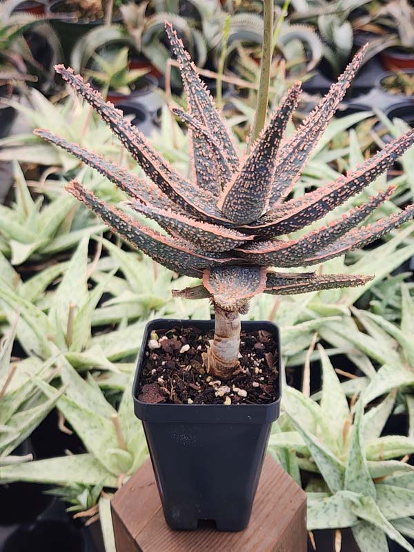 Easy to Grow! Burnt Orange Glow Aloe (aloe fragilis) - Image 4