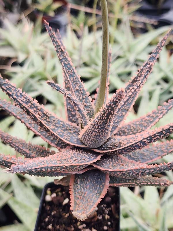Easy to Grow! Burnt Orange Glow Aloe (aloe fragilis) - Image 3