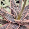 Easy to Grow! Burnt Orange Glow Aloe (aloe fragilis)