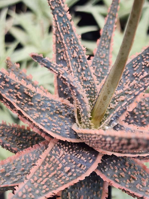 Easy to Grow! Burnt Orange Glow Aloe (aloe fragilis)