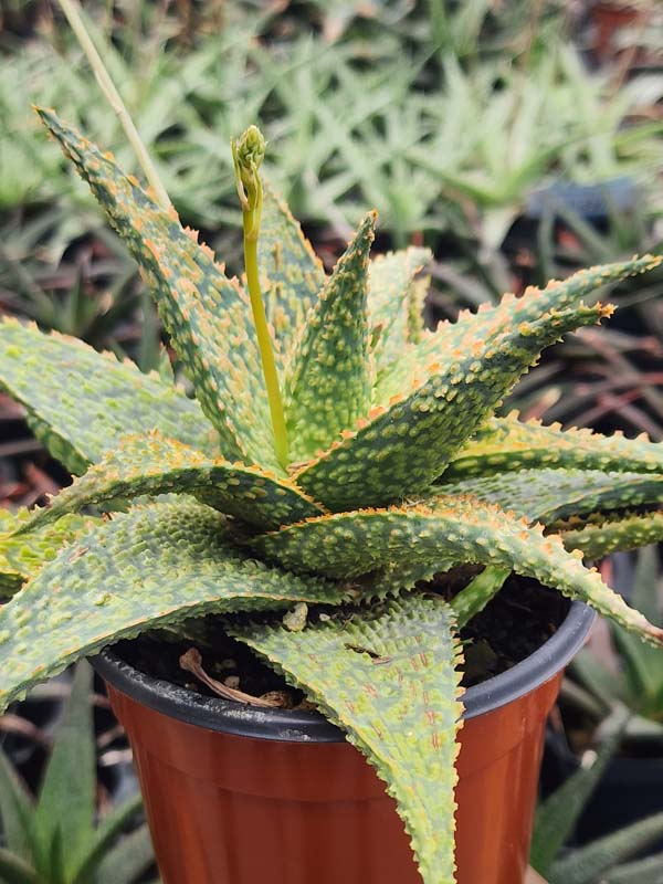 Lg. Tough Little Gator Aloe Plant (aloe fragilis) - Image 3