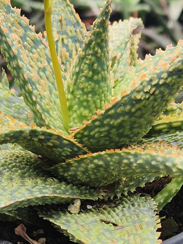 Lg. Tough Little Gator Aloe Plant (aloe fragilis) - Image 2