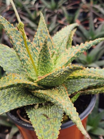 Lg. Tough Little Gator Aloe Plant (aloe fragilis)
