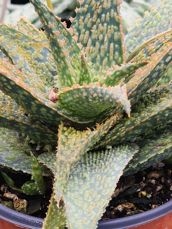 Lg. Tough Little Gator Aloe Plant (aloe fragilis) - Image 5