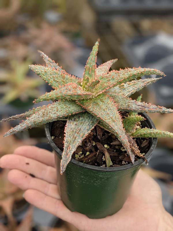 Lg. Popular Lavender Viper Aloe Plant (aloe fragilis) - Image 5