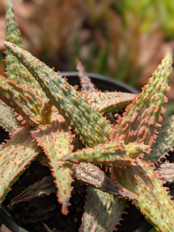Lg. Popular Lavender Viper Aloe Plant (aloe fragilis) - Image 3