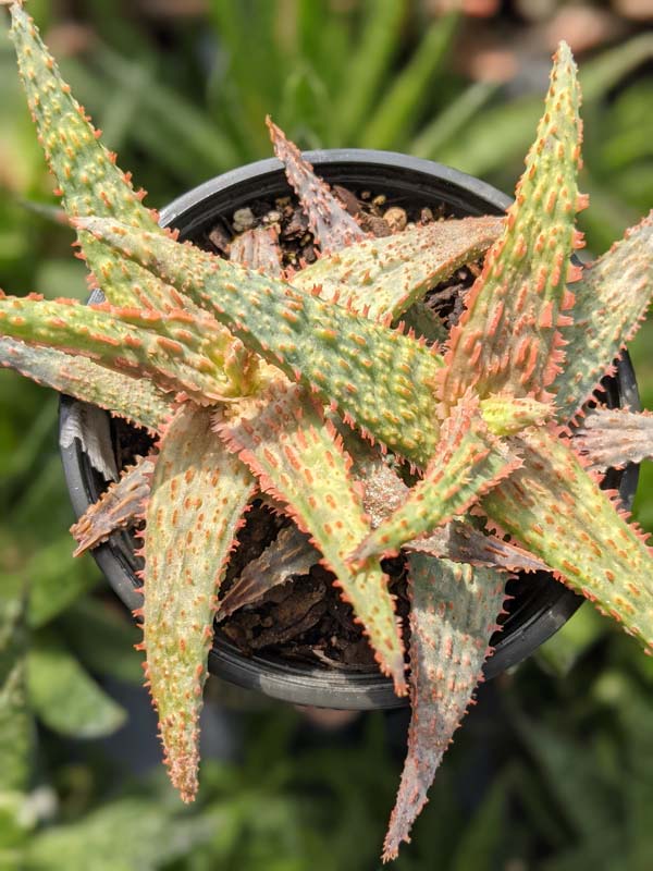 Lg. Popular Lavender Viper Aloe Plant (aloe fragilis) - Image 4
