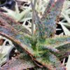 Lg. Popular Lavender Viper Aloe Plant (aloe fragilis)
