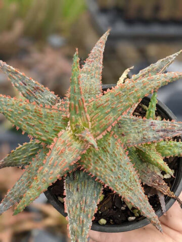 Lg. Popular Lavender Viper Aloe Plant (aloe fragilis) - Image 6