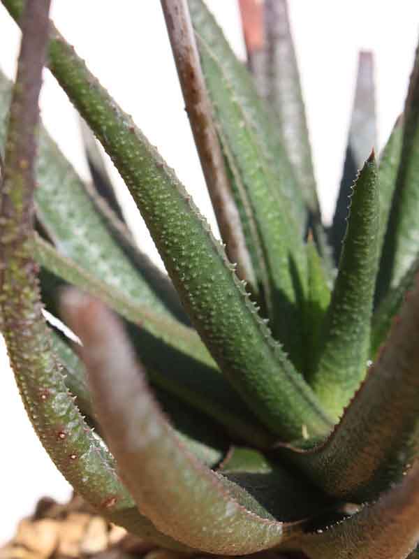 Delicate Gastrolea Midnight Aloe Plant (aloe fragilis) - Image 2