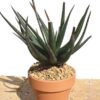 Delicate Gastrolea Midnight Aloe Plant (aloe fragilis)