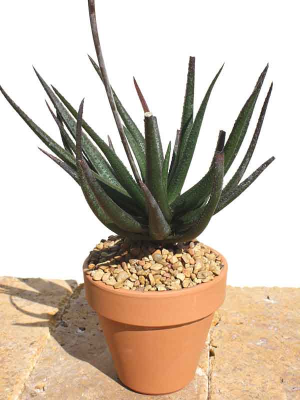 Delicate Gastrolea Midnight Aloe Plant (aloe fragilis)