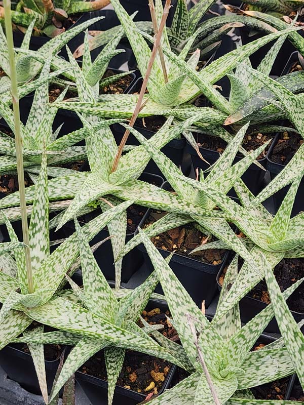 Snow White Beauty Aloe Plant (aloe fragilis) - Image 3