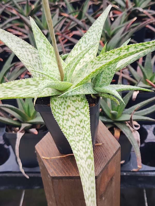 Snow White Beauty Aloe Plant (aloe fragilis) - Image 4