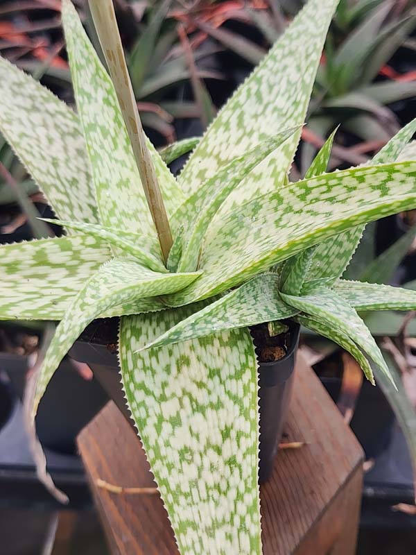 Snow White Beauty Aloe Plant (aloe fragilis)