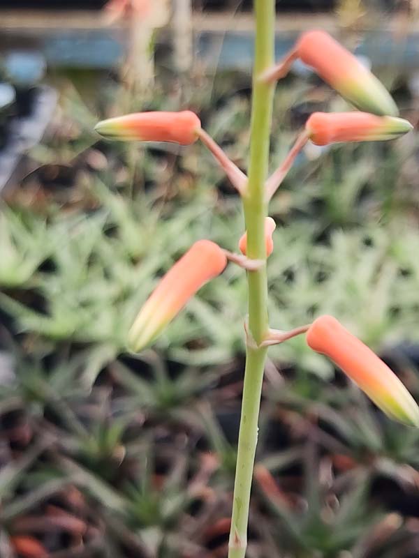 Snow White Beauty Aloe Plant (aloe fragilis) - Image 2