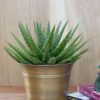Special Hybrid Green Gold Aloe Plant (aloe sp)