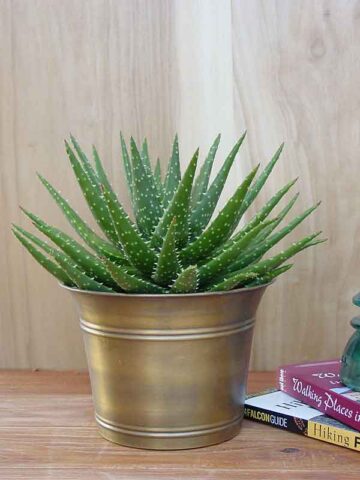 Special Hybrid Green Gold Aloe Plant (aloe sp)