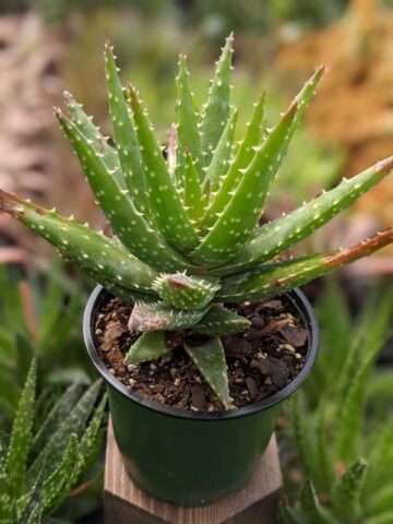 Special Hybrid Green Gold Aloe Plant (aloe sp) - Image 5