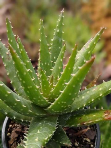 Special Hybrid Green Gold Aloe Plant (aloe sp) - Image 6