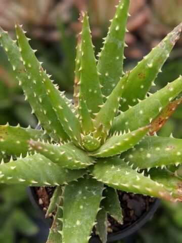 Special Hybrid Green Gold Aloe Plant (aloe sp) - Image 3