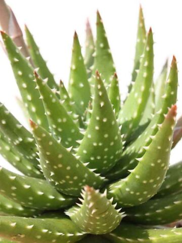Special Hybrid Green Gold Aloe Plant (aloe sp) - Image 3