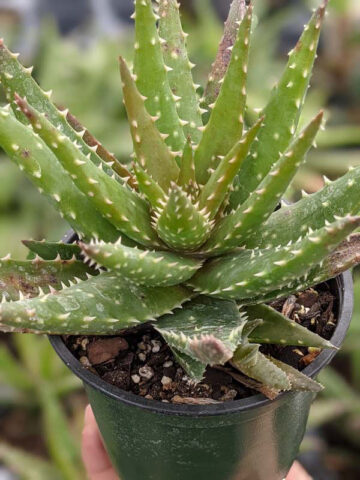 Special Hybrid Green Gold Aloe Plant (aloe sp) - Image 4