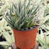 Lg. Rare Haworthioies Aloe Plant (aloe x haworthia)