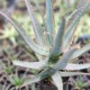 Lg. Hona Red Sapphire Aloe Plant (aloe sp)