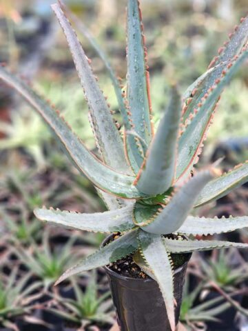 Lg. Hona Red Sapphire Aloe Plant (aloe sp)