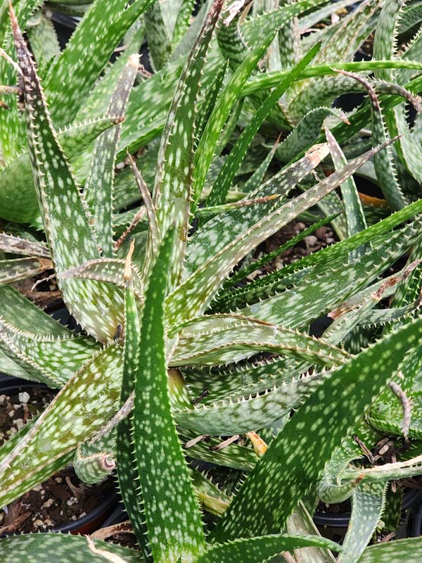 Lg. Spectacular Maui Mounding Aloe Plant (aloe sp) - Image 2
