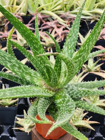 Lg. Spectacular Maui Mounding Aloe Plant (aloe sp)
