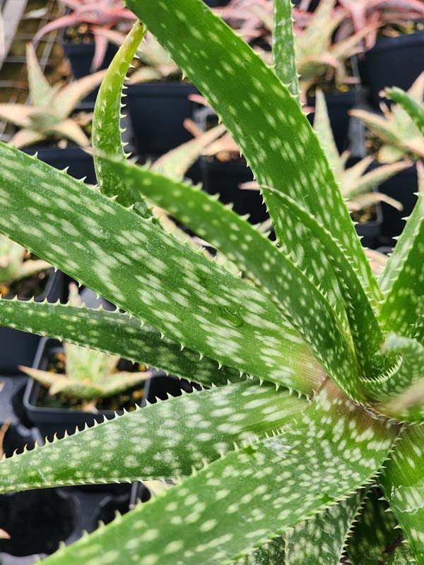 Lg. Spectacular Maui Mounding Aloe Plant (aloe sp) - Image 4