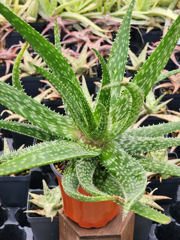Lg. Spectacular Maui Mounding Aloe Plant (aloe sp) - Image 3