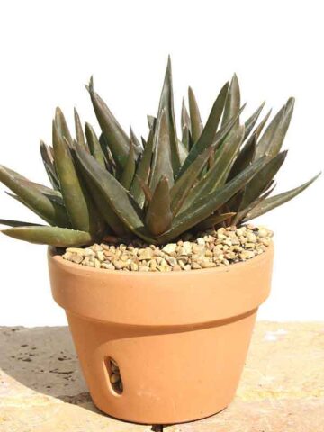 Deep Maroon Tip Aloe Plant (aloe Maroon sp)