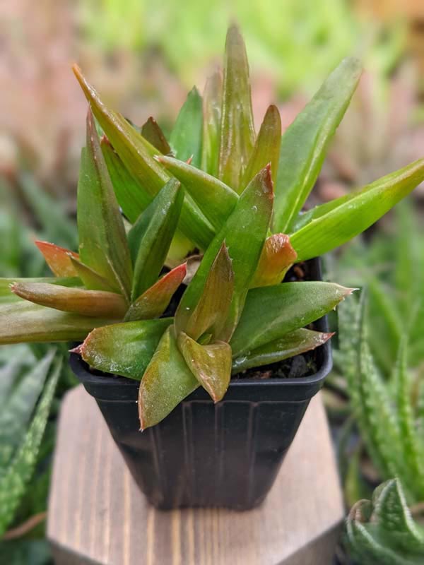 Deep Maroon Tip Aloe Plant (aloe Maroon sp) - Image 2