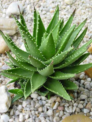 Lg. Nobilis Aloe Plant (aloe hybrid)