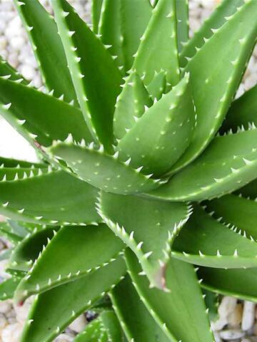 Alternative view of Lg. Nobilis Aloe Plant (aloe hybrid)