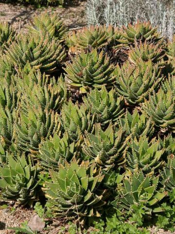 Lg. Nobilis Aloe Plant (aloe hybrid) - Image 3