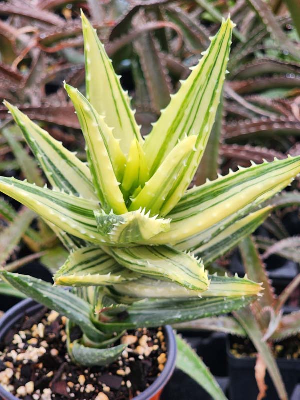 Lg. Bright Yellow Variegated Nobilis Aloe Plant (aloe hybrid)