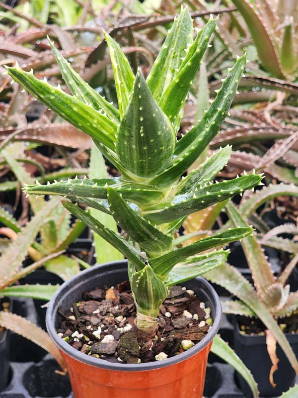 Lg. Bright Yellow Variegated Nobilis Aloe Plant (aloe hybrid) - Image 3