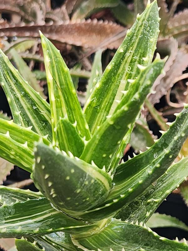 Lg. Bright Yellow Variegated Nobilis Aloe Plant (aloe hybrid) - Image 2