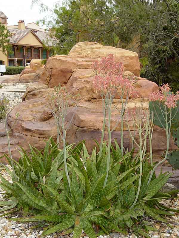 Lg. True Hawaiian Soap Aloe Plant (aloe saponaria) - Image 3