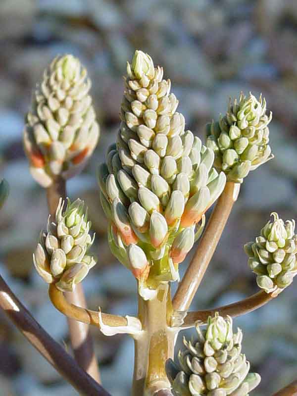 Lg. True Hawaiian Soap Aloe Plant (aloe saponaria) - Image 4