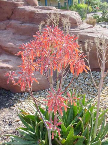 Lg. True Hawaiian Soap Aloe Plant (aloe saponaria)