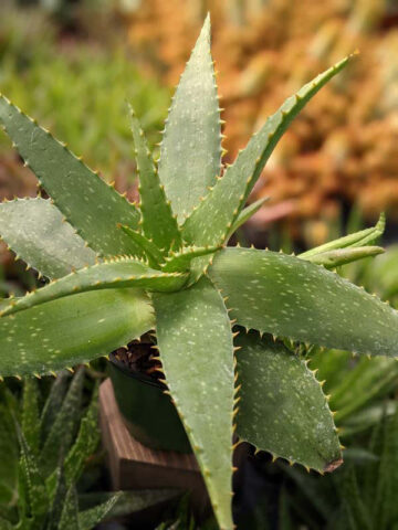 Lg. True Hawaiian Soap Aloe Plant (aloe saponaria) - Image 7
