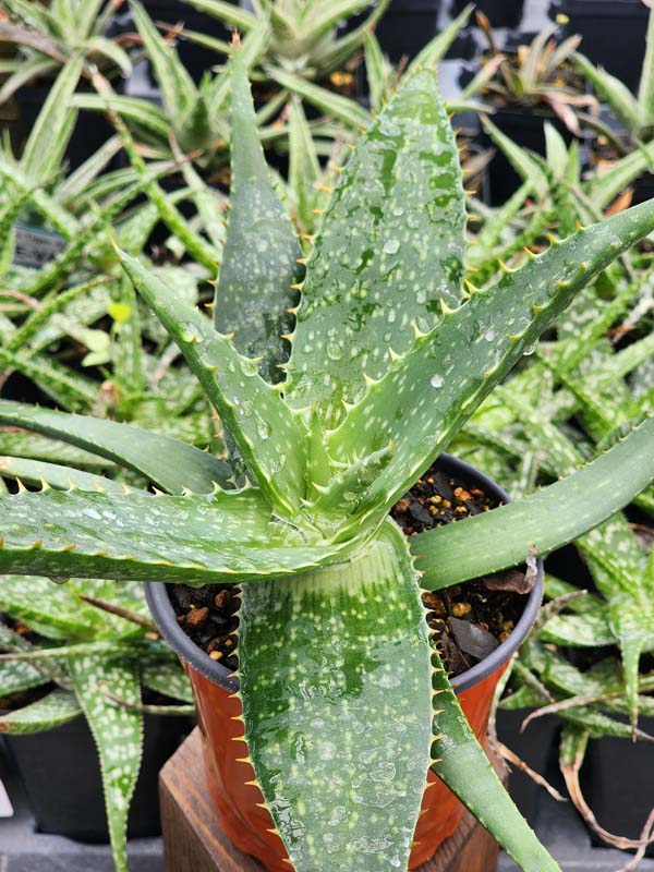 Lg. True Hawaiian Soap Aloe Plant (aloe saponaria) - Image 6